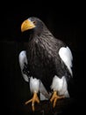 Stellers Sea Eagle Royalty Free Stock Photo
