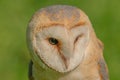 Birds of Prey - Western Barn Owl - Tyto Alba Royalty Free Stock Photo