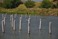 Birds on pylons Royalty Free Stock Photo