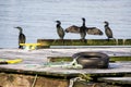 Birds on Quay