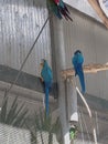 Birds rainbow blue macaw four cage Royalty Free Stock Photo