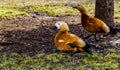 Birds-red ducks sit on the first spring green after a long winter Royalty Free Stock Photo