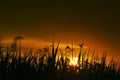 Birds and reeds in sunset light Royalty Free Stock Photo