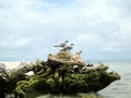 Driftwood on Beach with Birds - Cayes in Belize Royalty Free Stock Photo