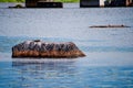 Birds rest on large rocks in the water