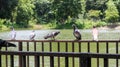 Birds rest in a park.