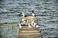 Birds rest on a small jetty at Lake Fleesensee in Germany