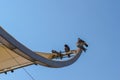 Birds Resting in Clear Blue Sky