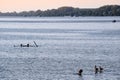 Birds are resting in Dunav River, Belgrade, Serbia