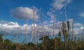 Birds resting on Everglades swamp trees