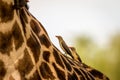 Birds resting over a Giraffe in the South Luangwa National park. Royalty Free Stock Photo