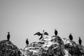 Birds resting on the rocks