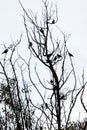 Birds resting on tree branches Royalty Free Stock Photo