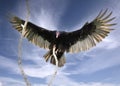 Turkey vulture landing on a tree branch. Royalty Free Stock Photo