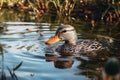 Birds river beak nature mallard wild wildlife water duck waterfowl brown animal lake