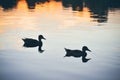 Birds on the river Royalty Free Stock Photo