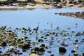 Birds in the riverbanks Royalty Free Stock Photo