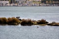 Birds in the riverbanks of Douro sunset Royalty Free Stock Photo