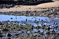 Birds in the riverbanks of Douro at sunset Royalty Free Stock Photo