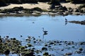 Birds in the riverbanks Royalty Free Stock Photo