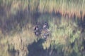 Birds. Riverfront Regional Park, Sonoma Wine Country, California Royalty Free Stock Photo