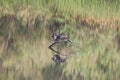 Birds. Riverfront Regional Park, Sonoma Wine Country, California Royalty Free Stock Photo