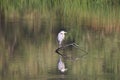 Birds. Riverfront Regional Park, Sonoma Wine Country, California Royalty Free Stock Photo