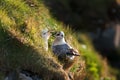 Northern fulmar, fulmarus glacialis, Faroe island Royalty Free Stock Photo