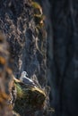 Northern fulmar, fulmarus glacialis, Faroe island Royalty Free Stock Photo