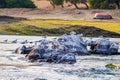 Birds on rocks, River Nile, Egypt, Aswan Royalty Free Stock Photo