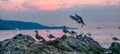 Birds on a rocky island in Howe Sound. Cloudy Sunset. West Coast Pacific Ocean Royalty Free Stock Photo