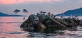 Birds on a rocky island in Howe Sound. Cloudy Sunset. West Coast Pacific Ocean Royalty Free Stock Photo