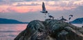 Birds on a rocky island in Howe Sound. Cloudy Sunset. West Coast Pacific Ocean Royalty Free Stock Photo