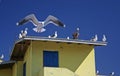 Birds on roof top