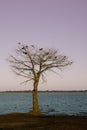 Birds roosting in tree by lake