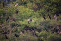 Birds roosting in trees in Keoladeo Ghana National Park, Bharatpur, India.