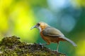 Birds,Rusty-cheeked Scimitar Babbler,Bird .