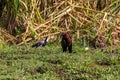 Birds Safari Lake Manyara