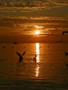 Birds, sailboat, sunset, sea Royalty Free Stock Photo