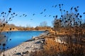 Birds sanctuary at accumulation lake ismaning