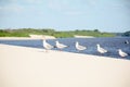 Birds on a sand dune Royalty Free Stock Photo