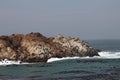 Birds and Sea Lions