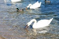 Birds in the sea. Swans in sea water