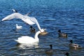 Birds in the sea. Swans in sea water