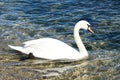 Birds in the sea. Swans in sea water
