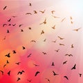 Birds, seagulls black silhouette on pink Royalty Free Stock Photo