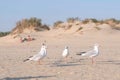 Birds seagulls eat bread on the sandy dune beach. Royalty Free Stock Photo