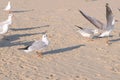 Birds seagulls eat bread on the sandy dune beach.