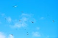 Birds seagulls flying in blue sky with white fluffy clouds