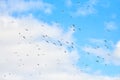 Birds seagulls flying in blue sky with white fluffy clouds